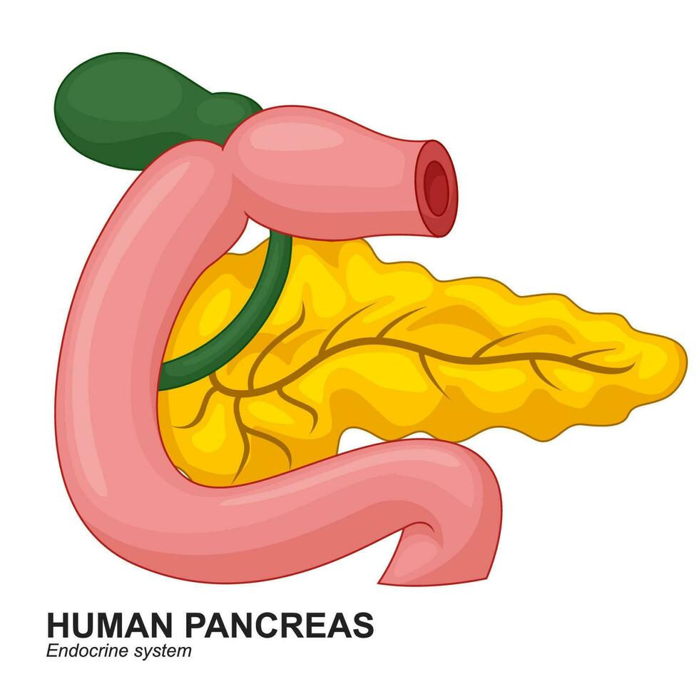 umano interno pancreas cartone animato, vettore illustrazione