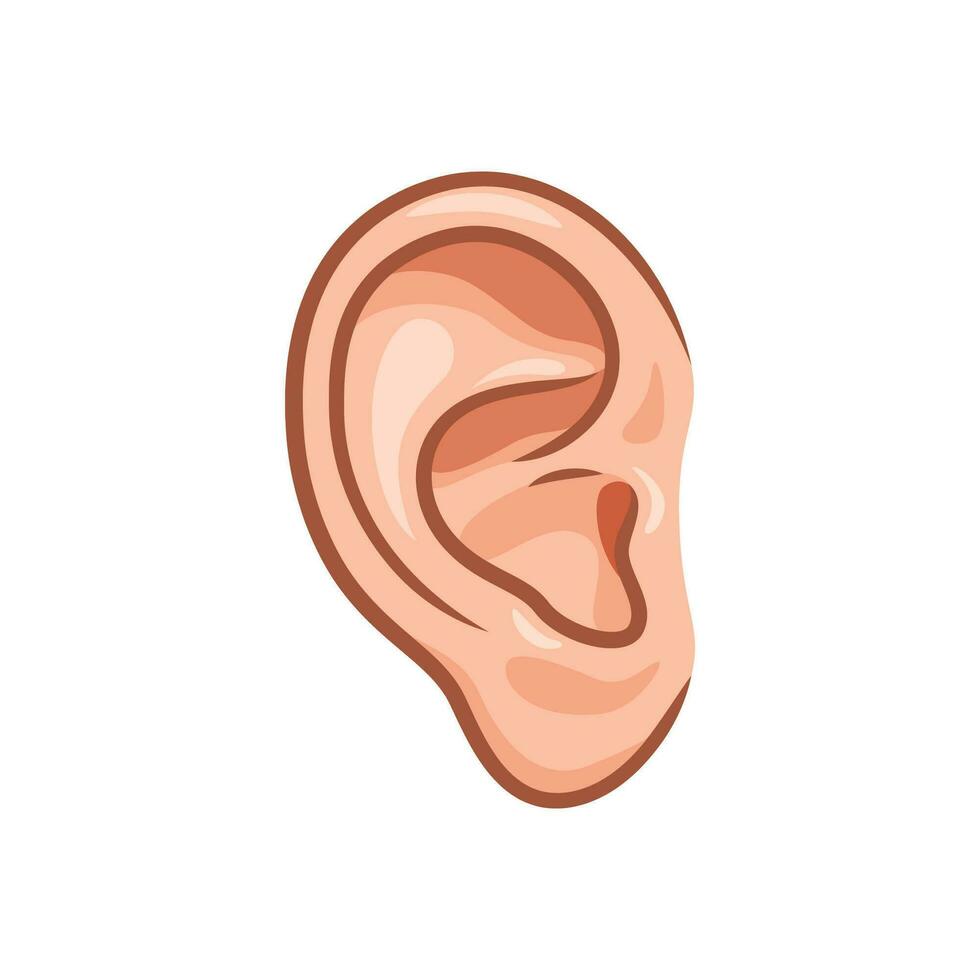 umano orecchio vettore isolato su bianca sfondo.