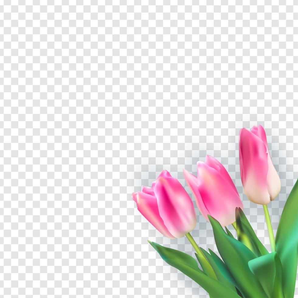 tulipani colorati di illustrazione vettoriale realistico