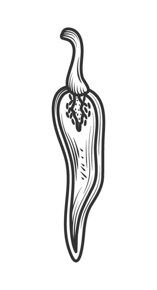 vettore schizzo di biologico verdura chili icona isolato