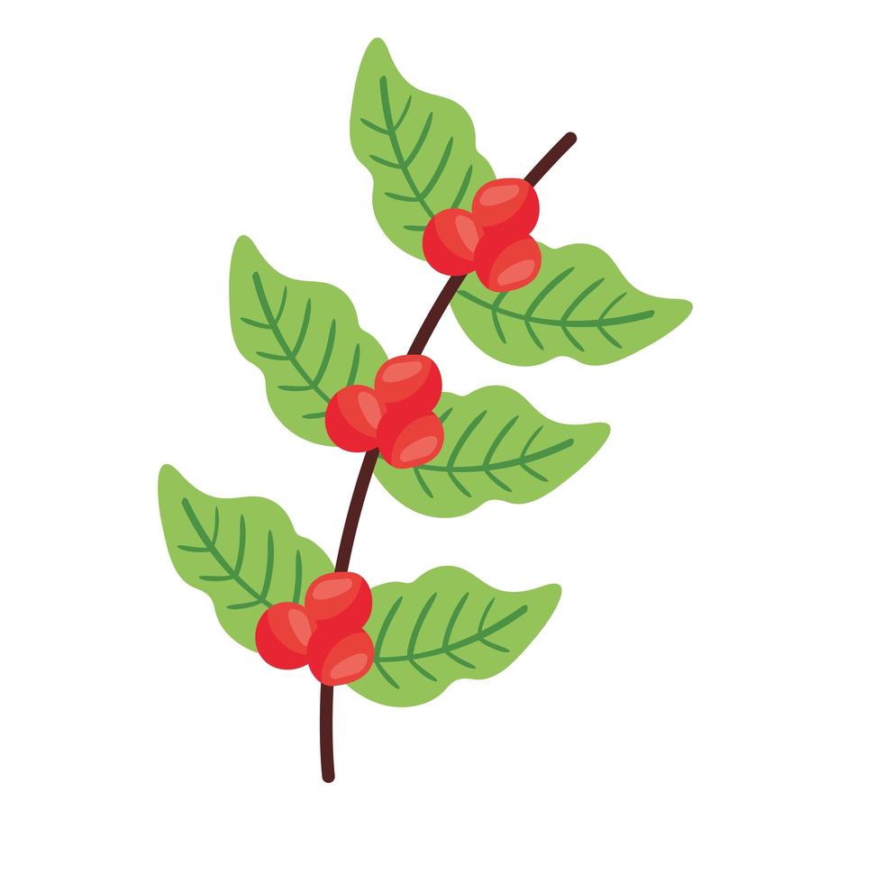 icona piana della natura dei grani e delle foglie della pianta del caffè vettore