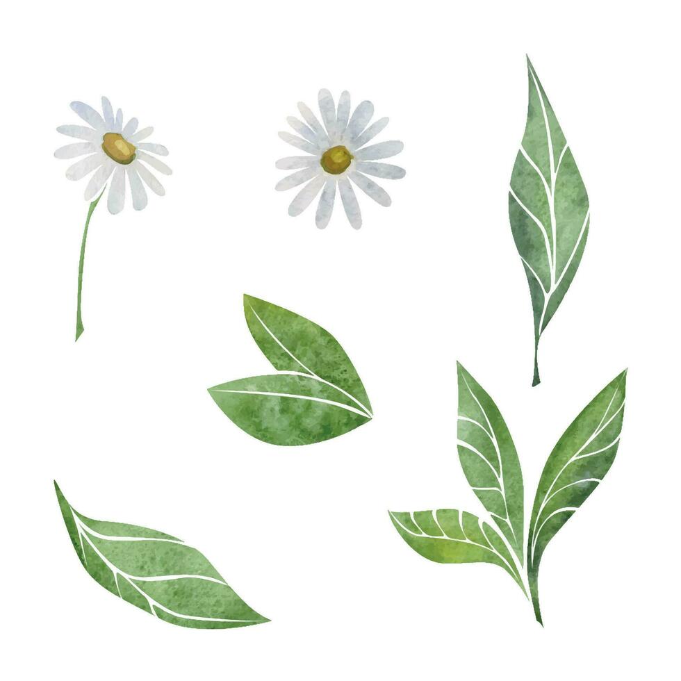 acquerello mano disegnato illustrazione. bianca camomilla fiori e verde tè foglie, natura pianta. isolato oggetto su bianca sfondo. per inviti, bar, ristorante cibo menù, Stampa, sito web, carte vettore