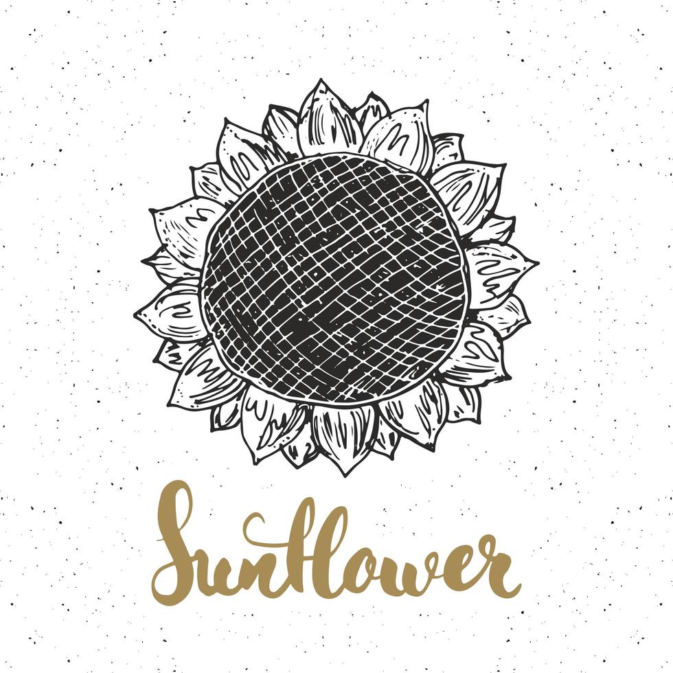 schizzo di girasole con scritte, etichetta vintage, distintivo strutturato grunge disegnato a mano, modello di logo retrò, illustrazione vettoriale di disegno di tipografia