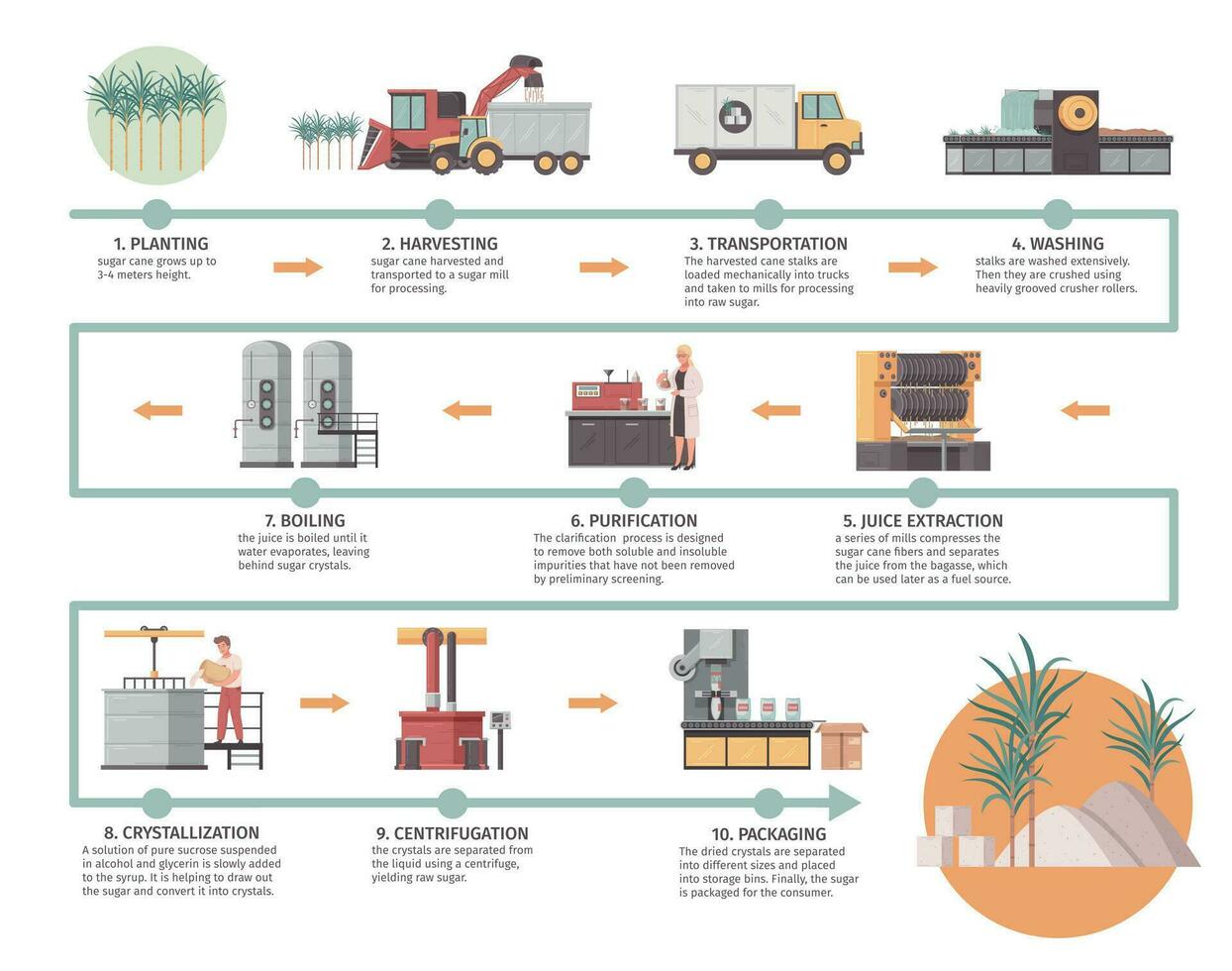 zucchero produzione infografica vettore