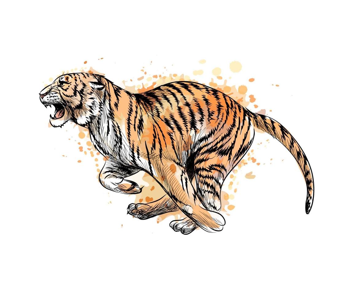 tigre che corre da una spruzzata di acquerello schizzo disegnato a mano illustrazione vettoriale di vernici