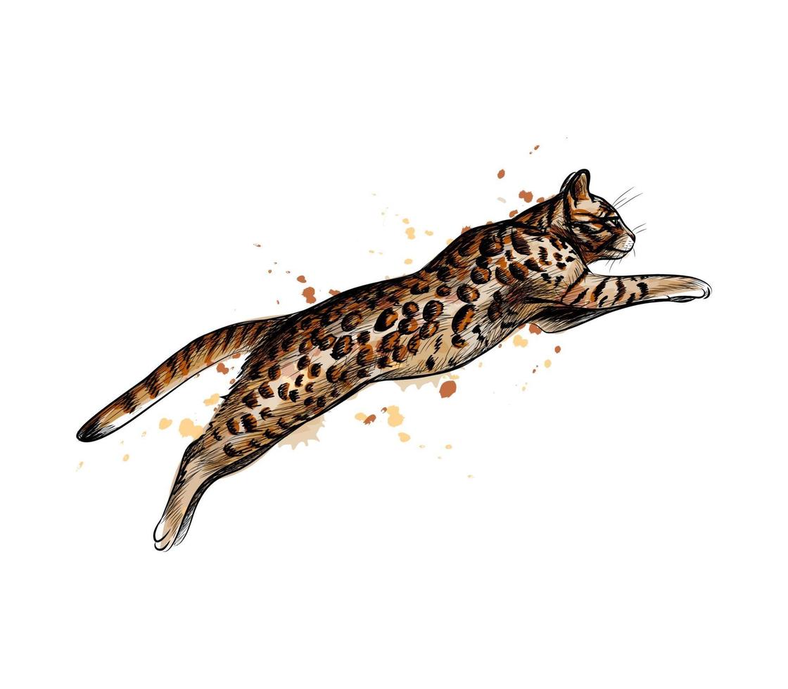 Gatto bengala che salta da una spruzzata di acquerello schizzo disegnato a mano illustrazione vettoriale di vernici