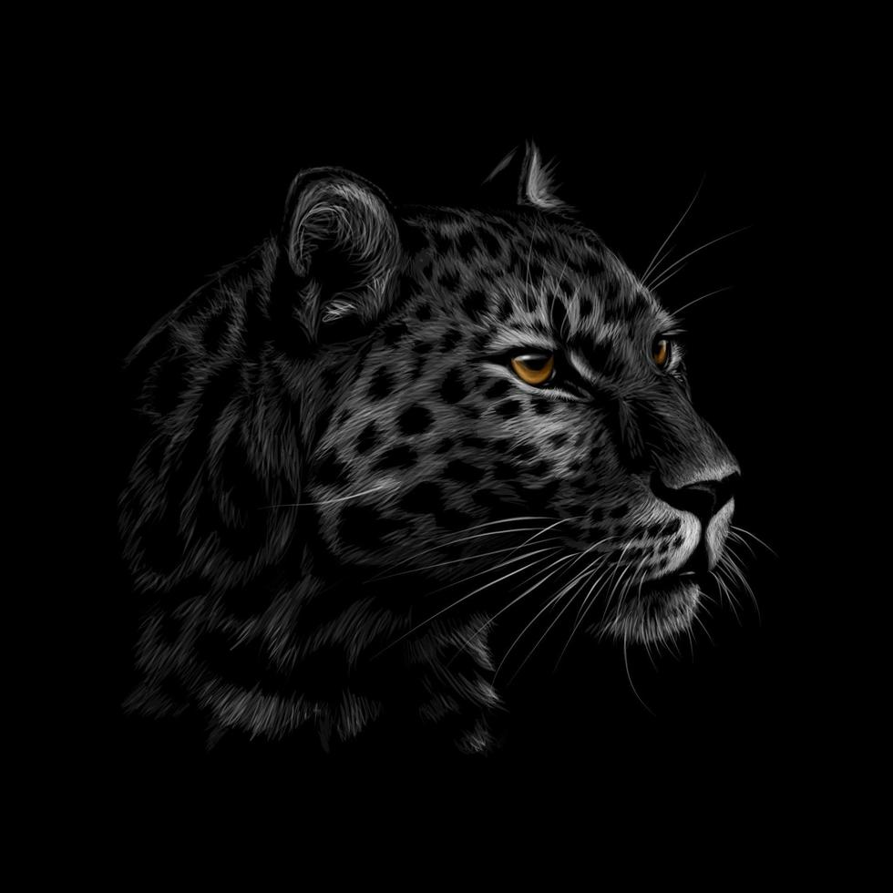 ritratto di una testa di leopardo su uno sfondo nero illustrazione vettoriale