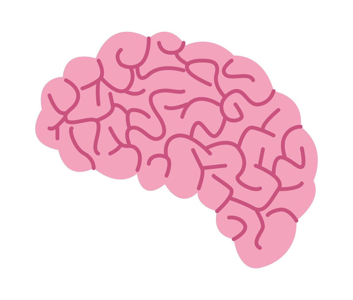 cervello organo umano vettore