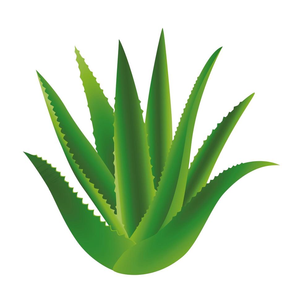icona della natura di foglie di pianta di aloe vettore