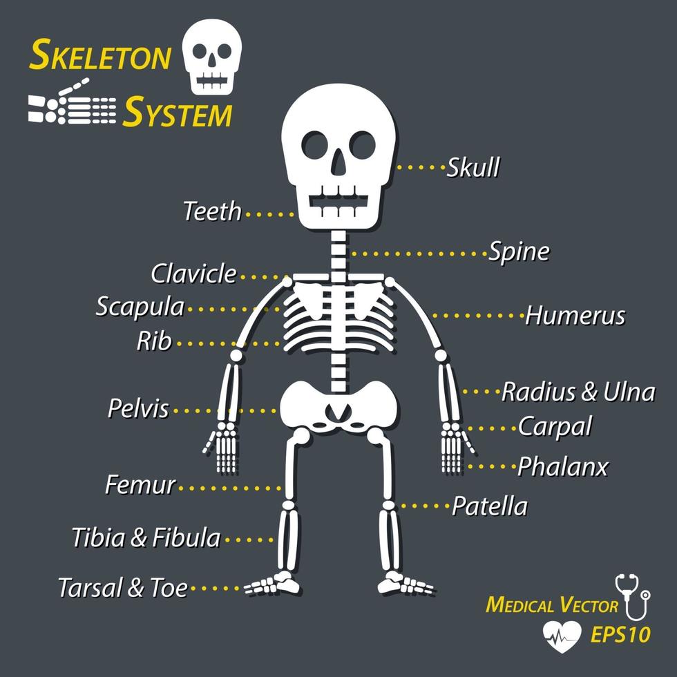 scheletro umano e tutto il nome dell'osso cranio colonna vertebrale cervicale raggio dell'omero ulna falange carpale denti clavicola scapola costola femore pelvico rotula tibia perone tarsale punta vettore