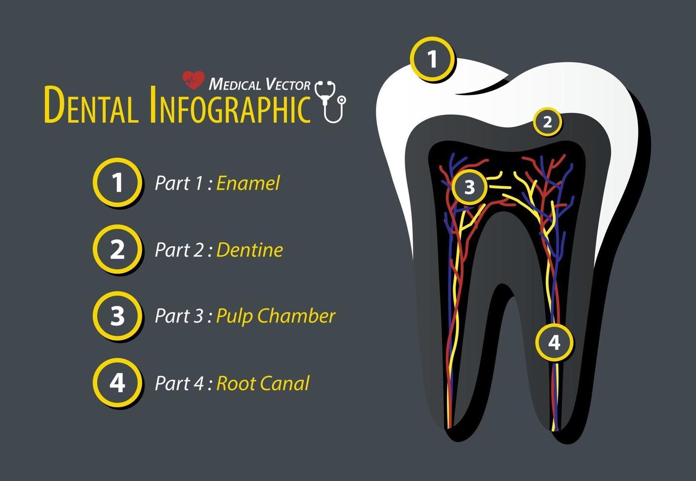 design piatto infografica dentale vettore