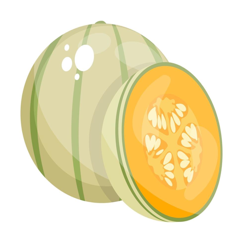 cibo melone cantalupo vettore