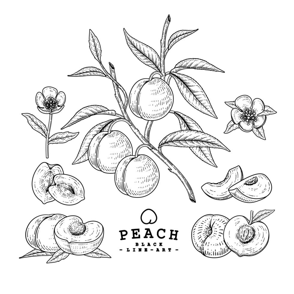 mezza fetta intera di fiori e ramo di mela con frutti disegnati a mano illustrazioni botaniche insieme decorativo vettore