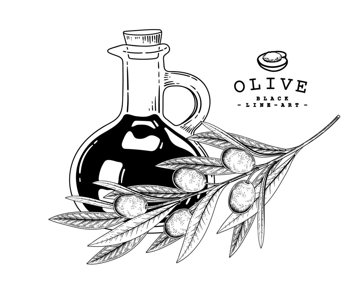 ramo di mela con frutta e barattolo di olio d'oliva schizzo disegnato a mano illustrazioni botaniche insieme decorativo vettore