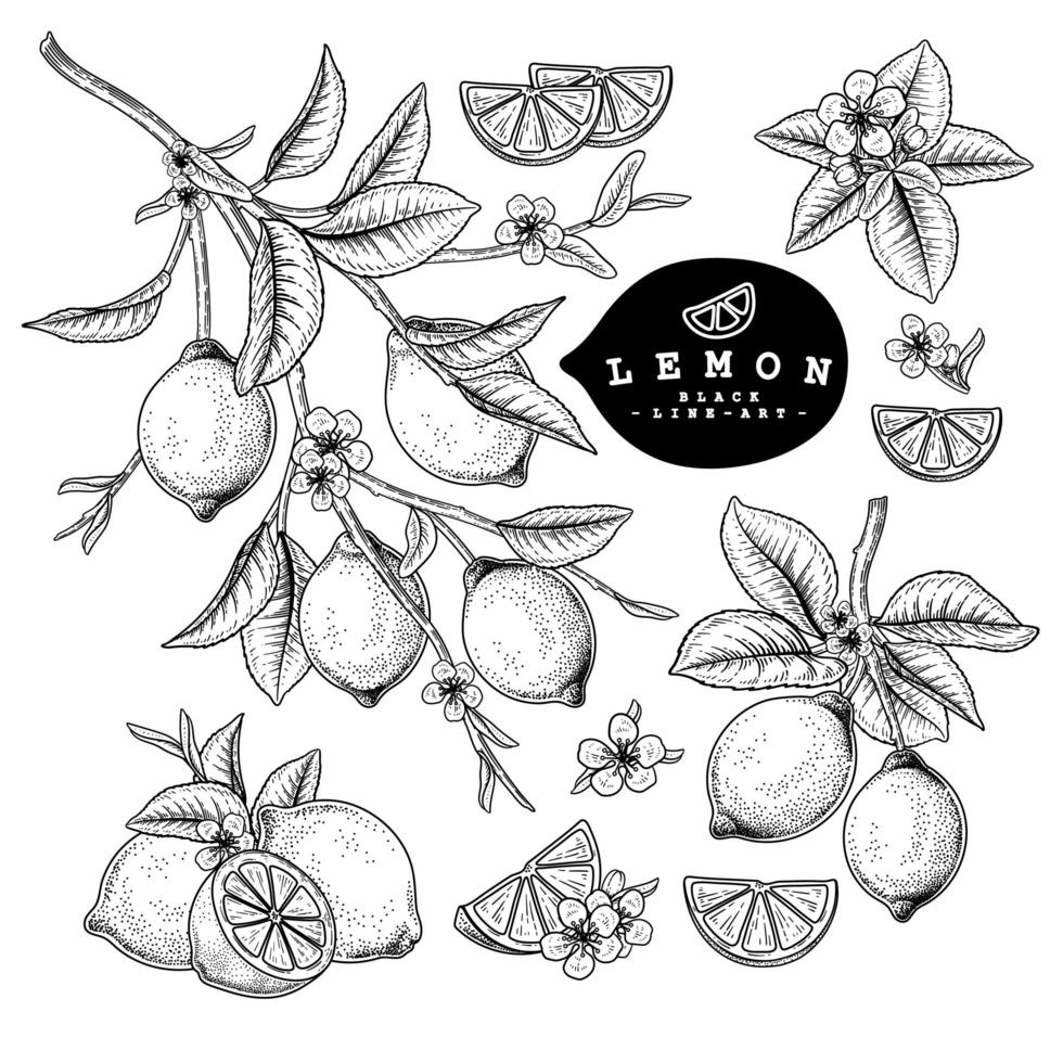 mezza fetta intera e ramo di limone con frutta e fiori insieme decorativo illustrazioni botaniche schizzo disegnato a mano vettore