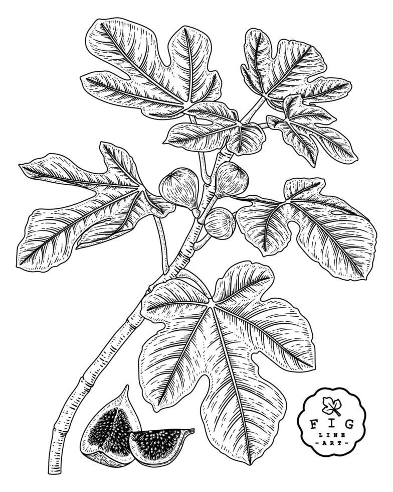 fetta di fichi e ramo di fico con frutti e foglie insieme decorativo di illustrazioni botaniche schizzo disegnato a mano vettore