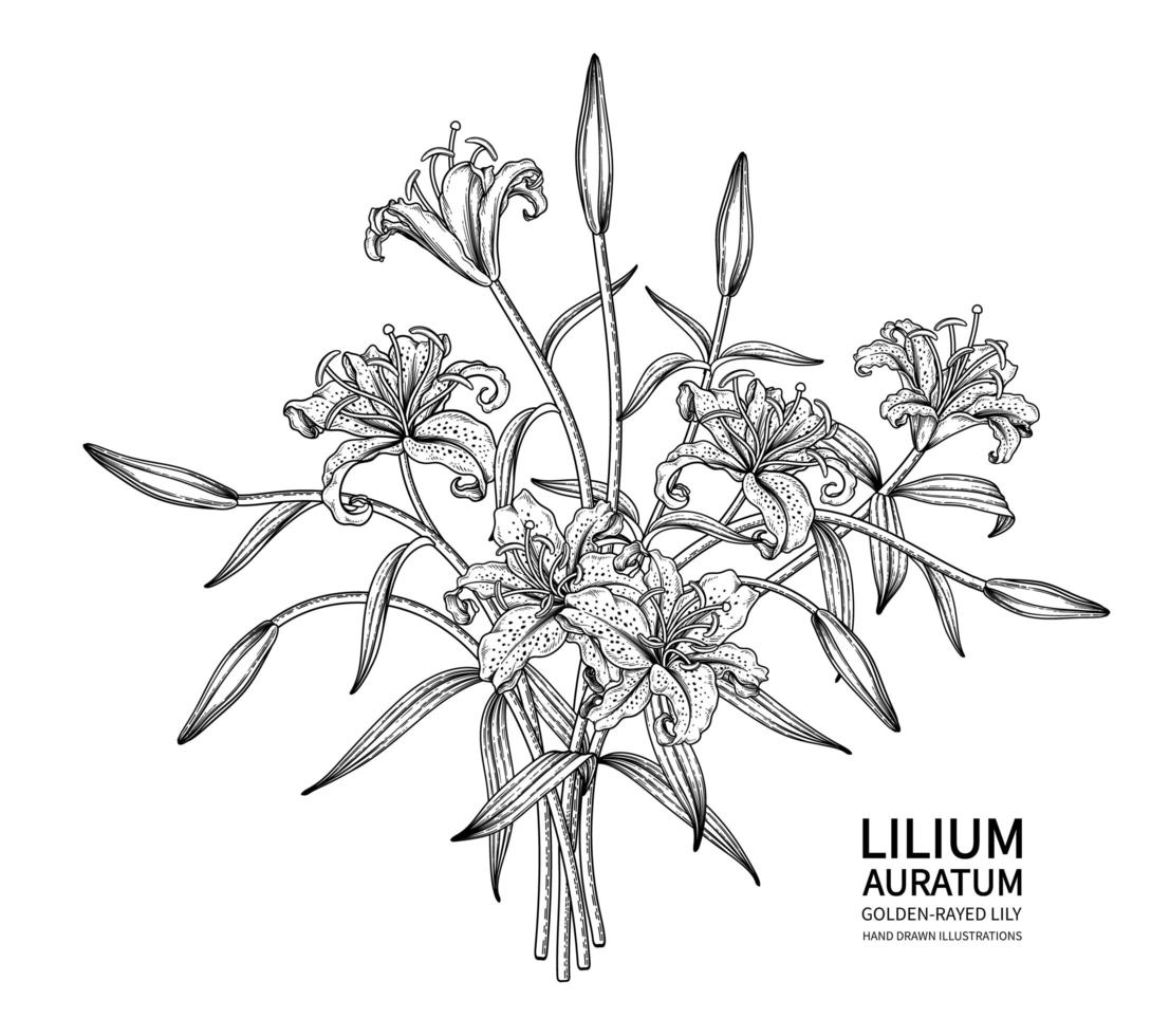 bouquet di giglio raggiato dorato o lilium auratum fiore illustrazioni botaniche schizzo disegnato a mano vettore