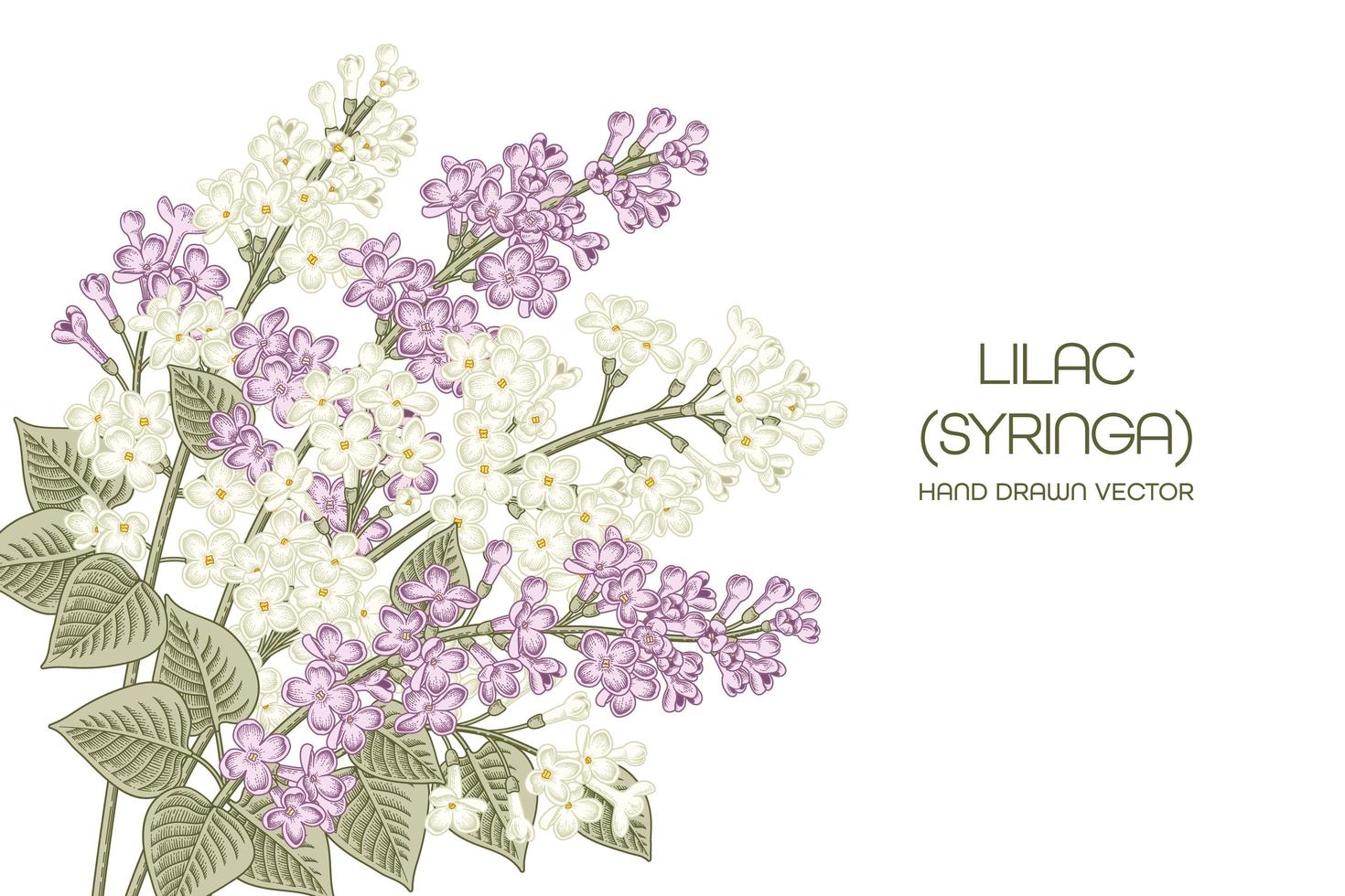 syringa vulgaris bianco e viola o illustrazioni botaniche disegnate a mano dell'annata del fiore lilla comune vettore