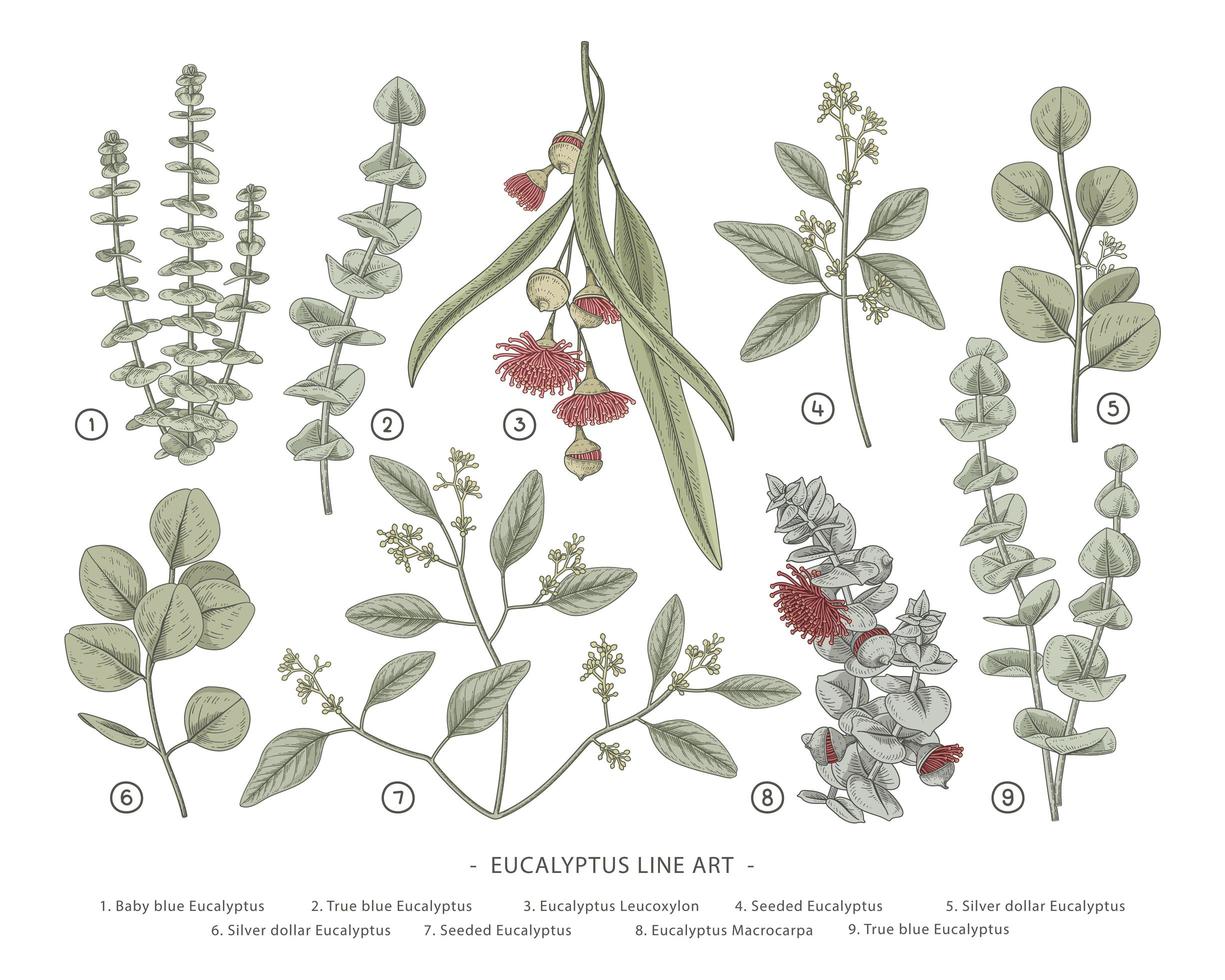 ramo di eucalipto set decorativo illustrazioni disegnate a mano elementi botanici vettore