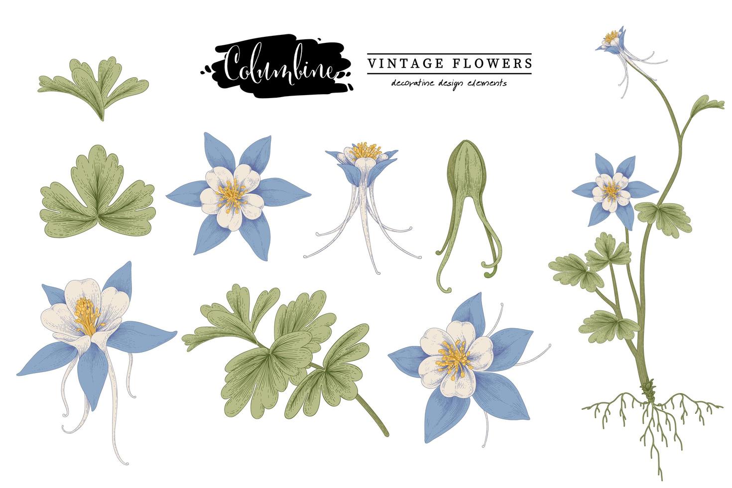 insieme decorativo delle illustrazioni botaniche degli elementi disegnati a mano dell'annata del fiore blu della colombina vettore