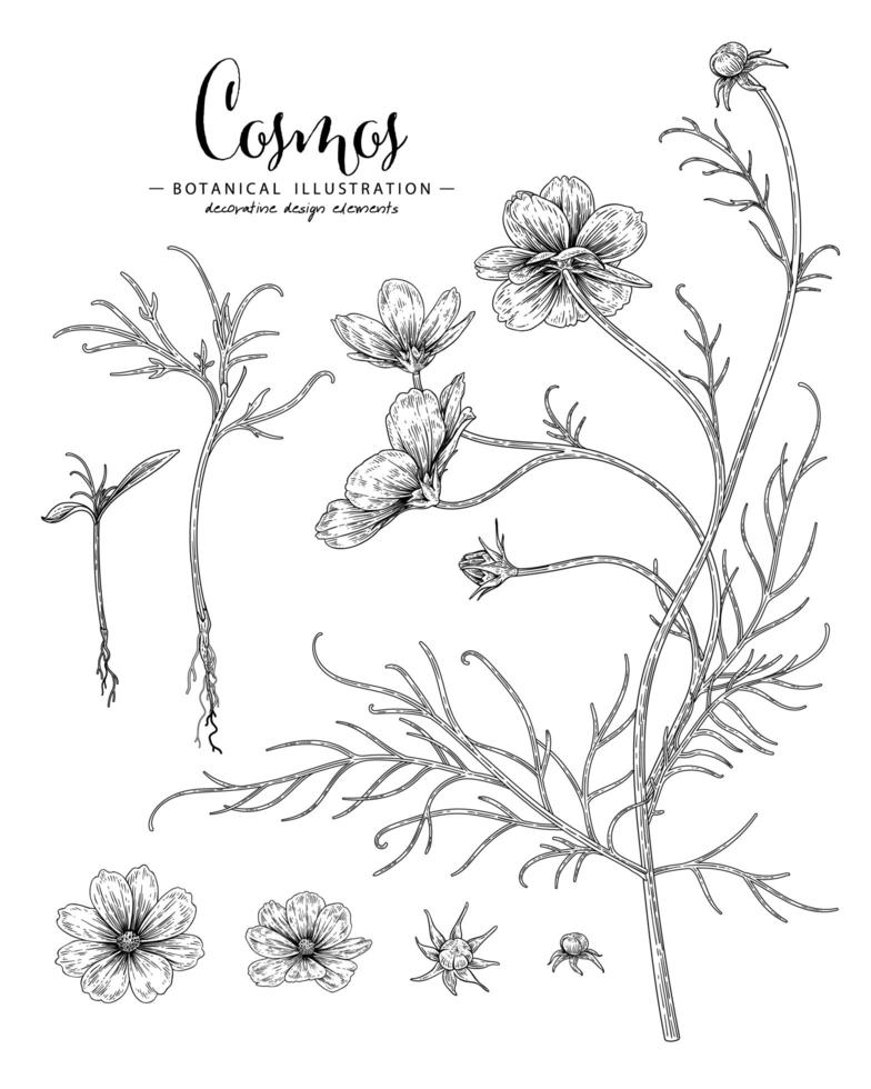 insieme decorativo delle illustrazioni degli elementi botanici di schizzo disegnato a mano del fiore dell'universo vettore