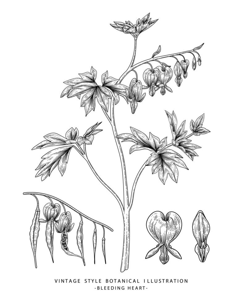 vettore di elementi di schizzo disegnato a mano di semi e baccelli di fiori di cuore sanguinante