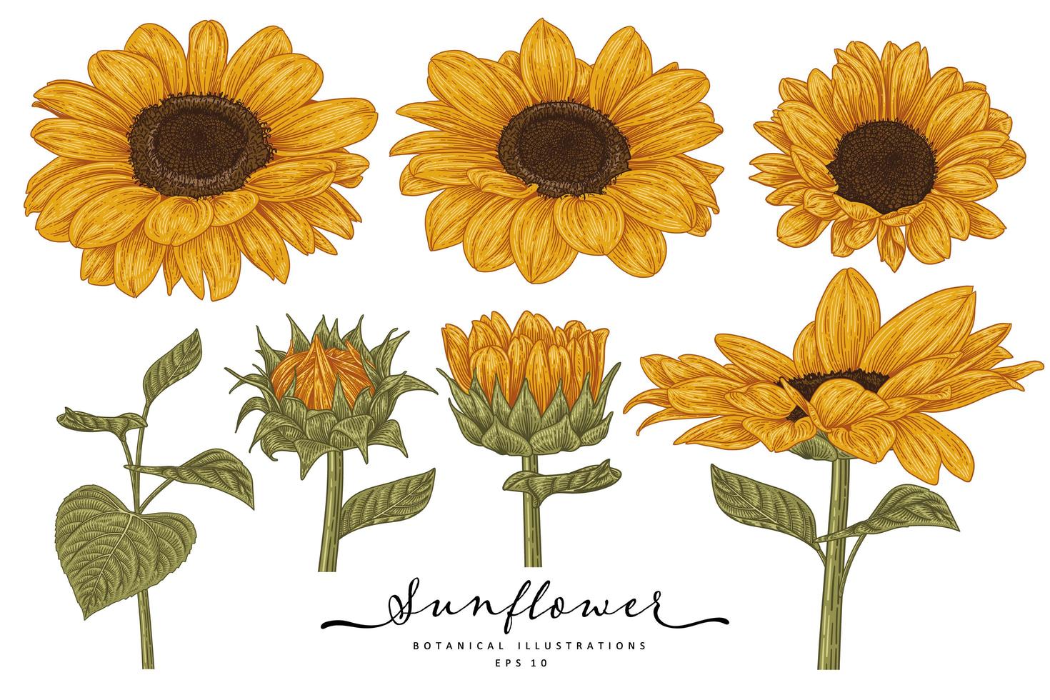 girasole altamente dettagliato linea arte disegnata a mano elementi di schizzo illustrazioni botaniche set decorativo vettore