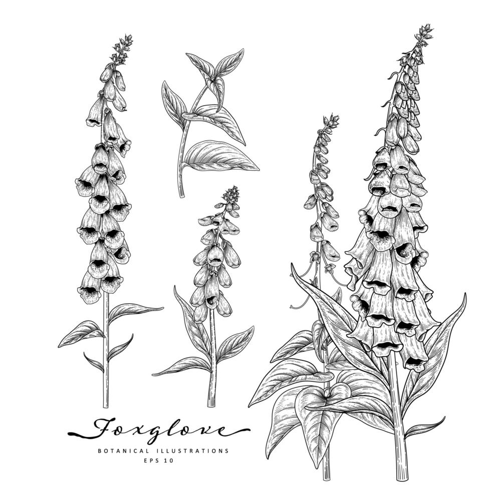 Foxglove fiore disegnato a mano elementi di schizzo illustrazioni botaniche set decorativo vettore