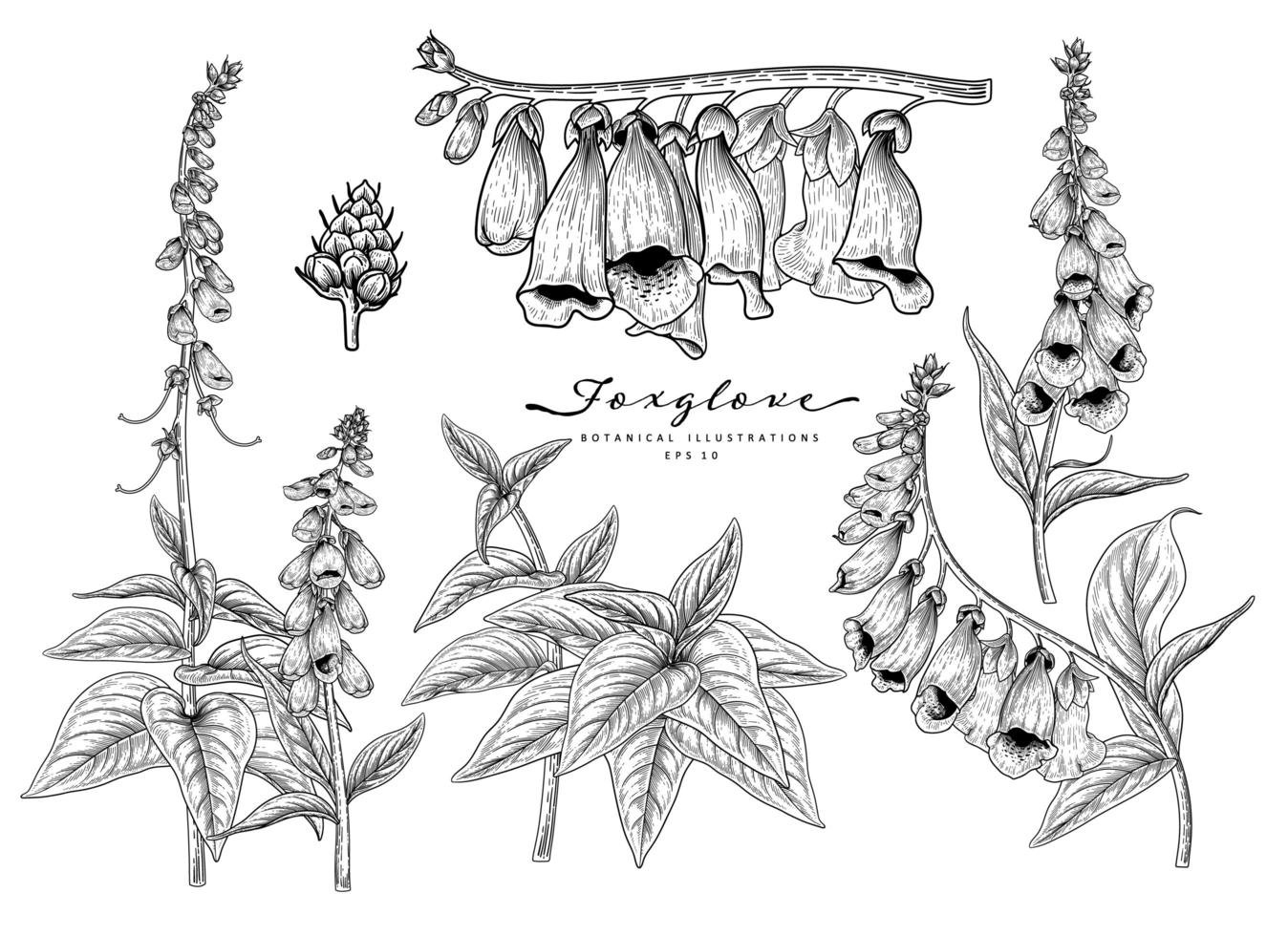 Foxglove fiore disegnato a mano elementi di schizzo illustrazioni botaniche set decorativo vettore