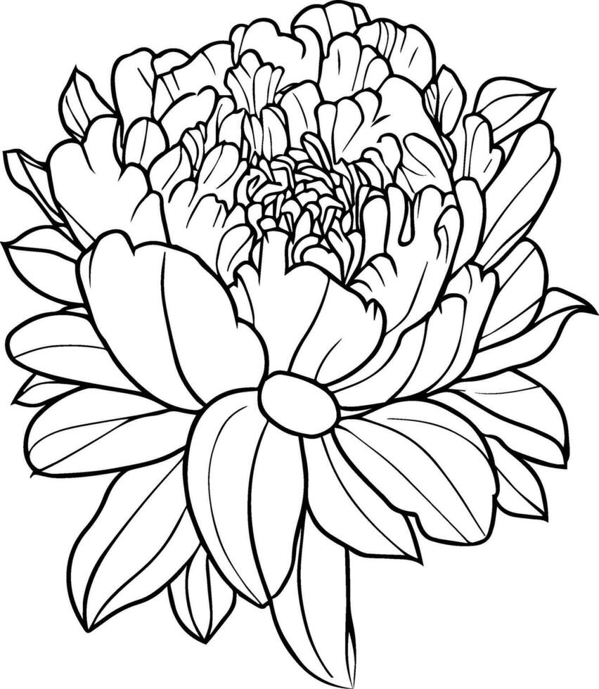 peonia fiore disegno, vettore schizzo mano ha disegnato illustrazione artistico, semplicità, colorazione pagine, stampabile peonia fiore colorazione pagine, fiore colorazione foglio, isolato su bianca sfondo.