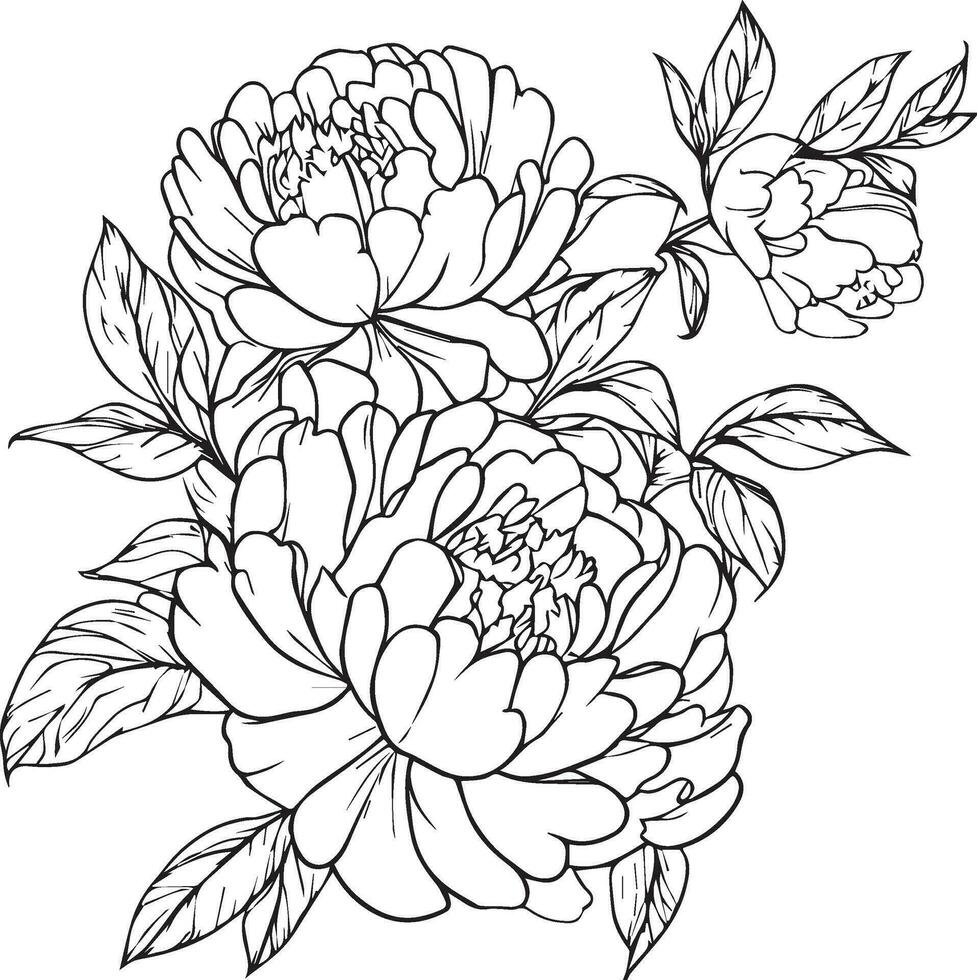 peonia vettore arte, abbellimento, artistico disegnato a mano matita schizzo colorazione pagina con fiorire peonia rami di foglia naturale floreale collezione, inciso inchiostro illustrazione, schema peonia fiore disegno.