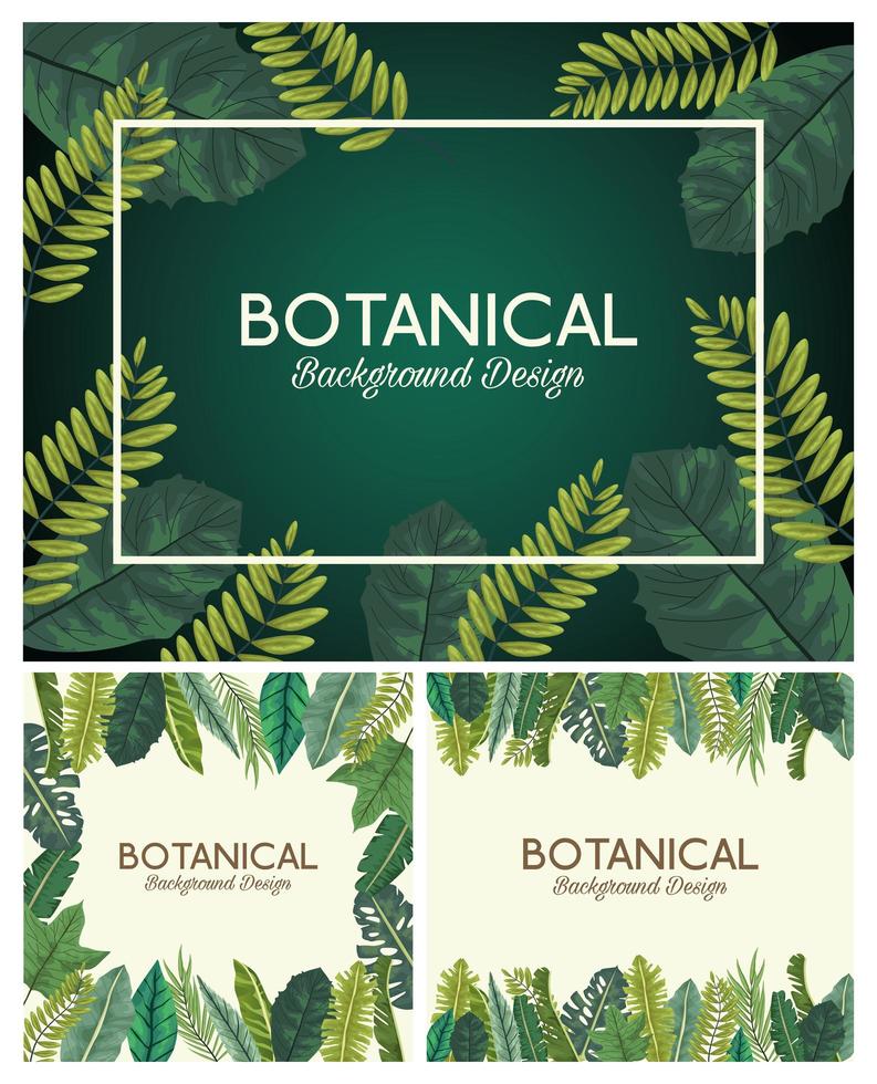 foglie tropicali in cornici e scritte disegni di sfondi botanici vettore