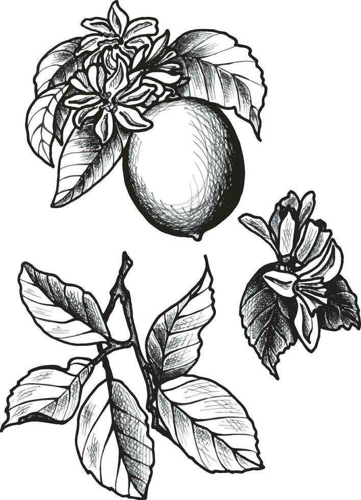 impostato di Limone con le foglie e fiori. eps botanico grafica illustrazione per adesivi, modelli, involucro carta, cartoline, disegno, tessuto, stampe su Abiti, ricamo. vettore