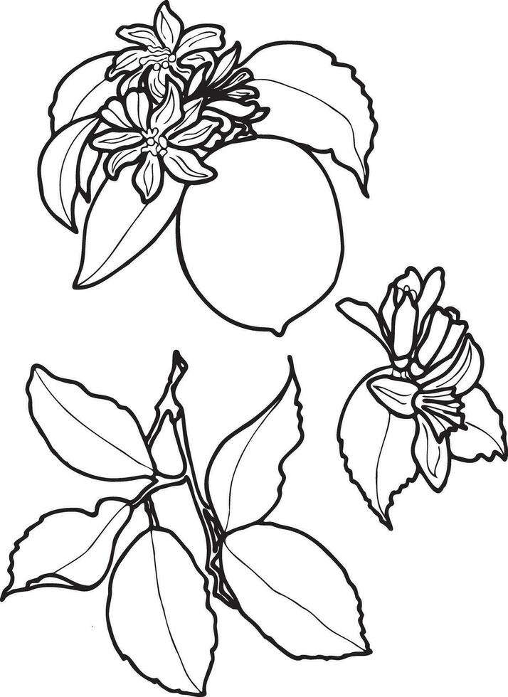 impostato di contorno disegni di Limone con le foglie e fiori.eps botanico grafica illustrazione per adesivi, modelli, involucro carta, cartoline, disegno, tessuto, stampe su Abiti, ricamo. vettore