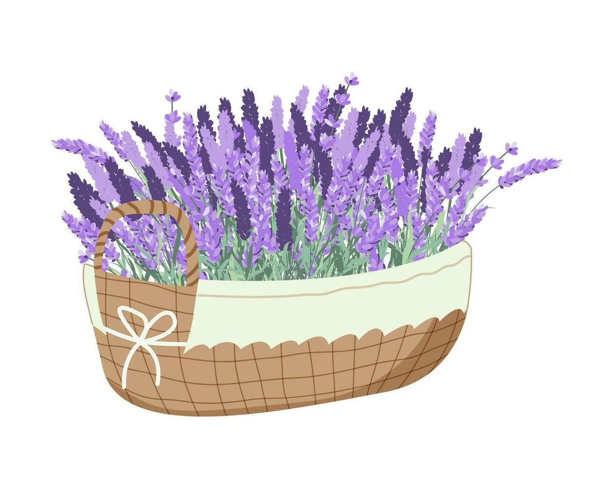 raccolta lavanda. cestino con lavanda vettore