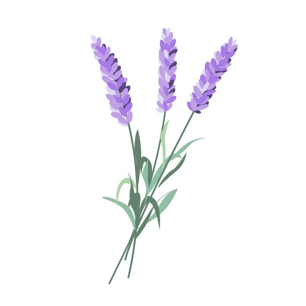lavanda fiori, francese fiorito viola flora. provence floreale pianta, erbe aromatiche mazzo. viola lavanda steli. lavanda fiorisce. vettore