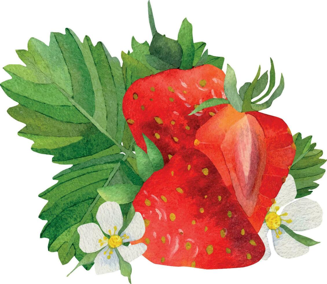 composizione con fragole e bianca fiori. un' fetta di rosso fragole. rosso fragole evidenziato su un' bianca sfondo. mano disegnato cibo illustrazione. frutta Stampa. vettore