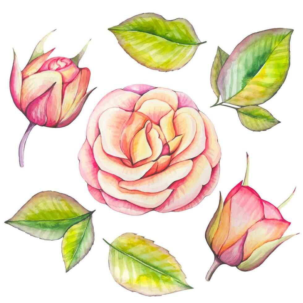 giardino Rose e foglie, acquerello botanico illustrazione vettore