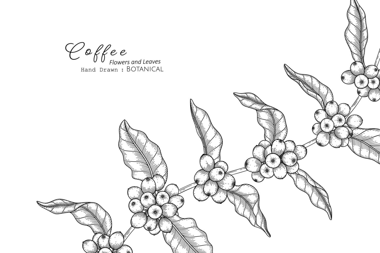 illustrazione botanica disegnata a mano di fiori e foglie di caffè con line art line vettore