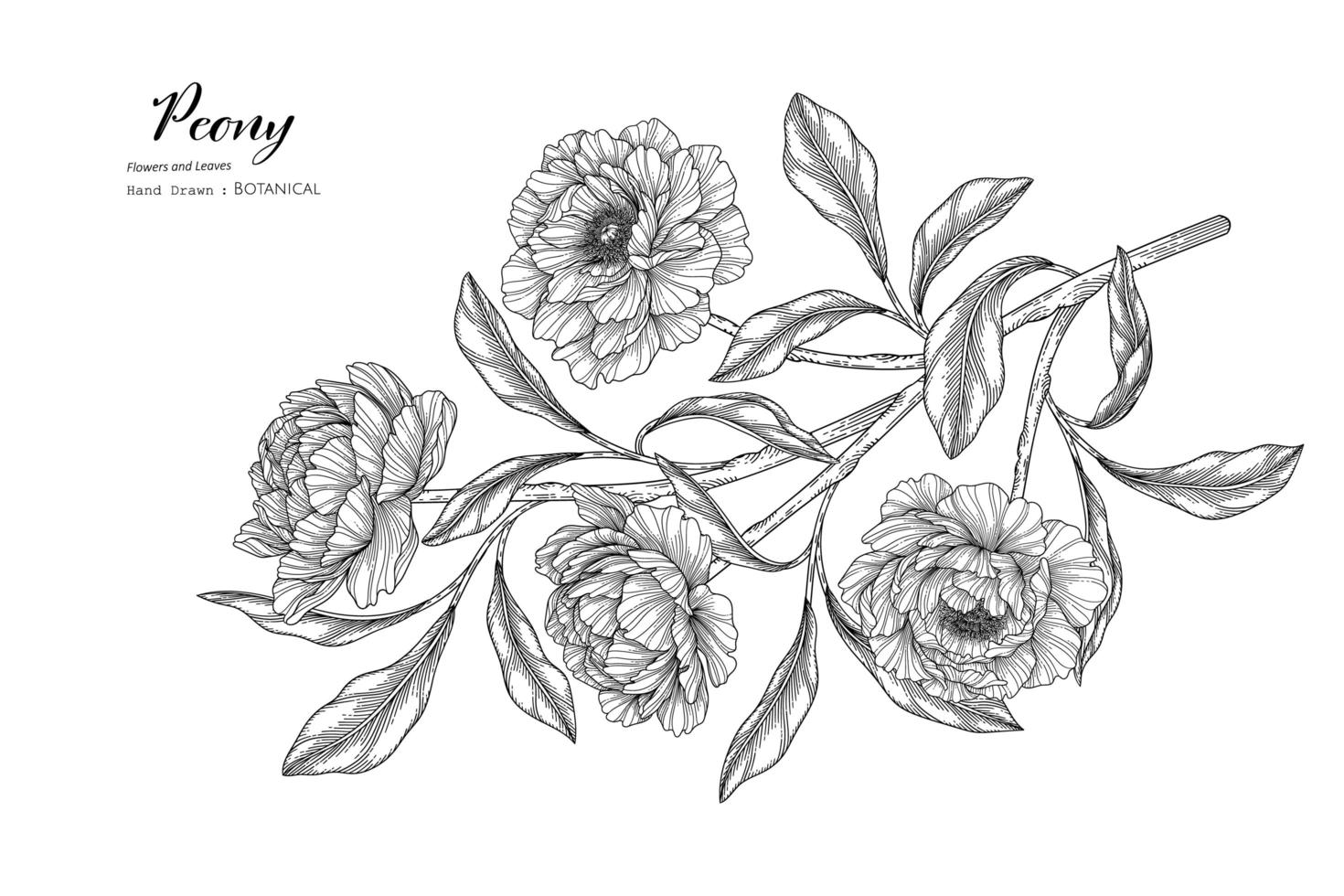 illustrazione botanica disegnata a mano di fiori e foglie di peonia con line art vettore