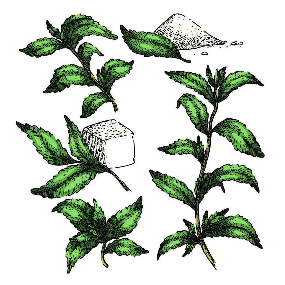 Stevia pianta foglia impostato schizzo mano disegnato vettore
