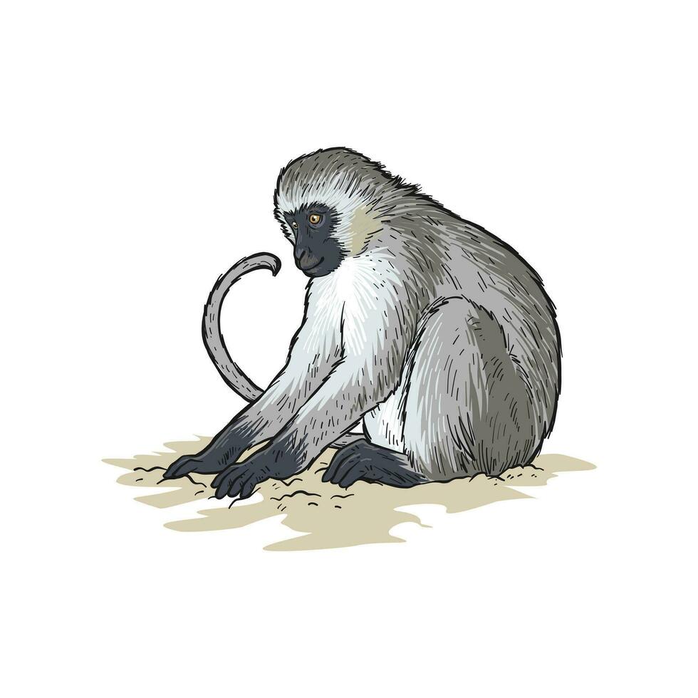 coda lunga scimmia o scimmia con leggero capelli. africano scimmia è guardare per cibo su il terra isolato su bianca sfondo. vettore
