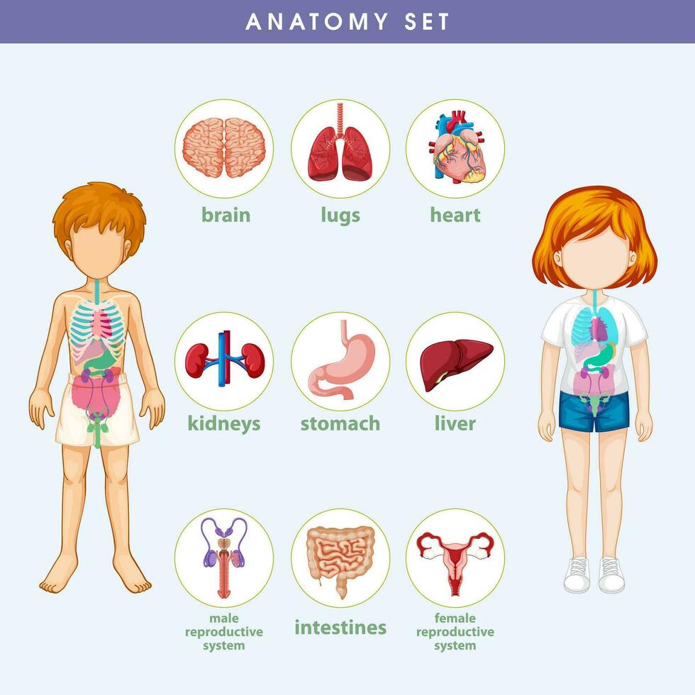 anatomia dell'illustrazione infografica informazioni sul corpo umano vettore