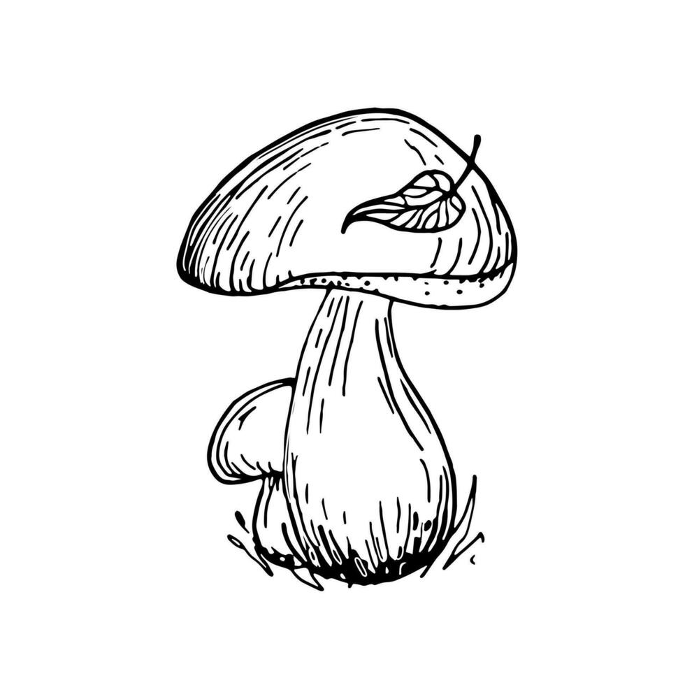 porcini funghi. bellissimo mano disegno scarabocchio illustrazione. funghi in crescita nel il erba. autunno foglia su un' porcini fungo cap. lineare vettore illustrazione per colorazione.
