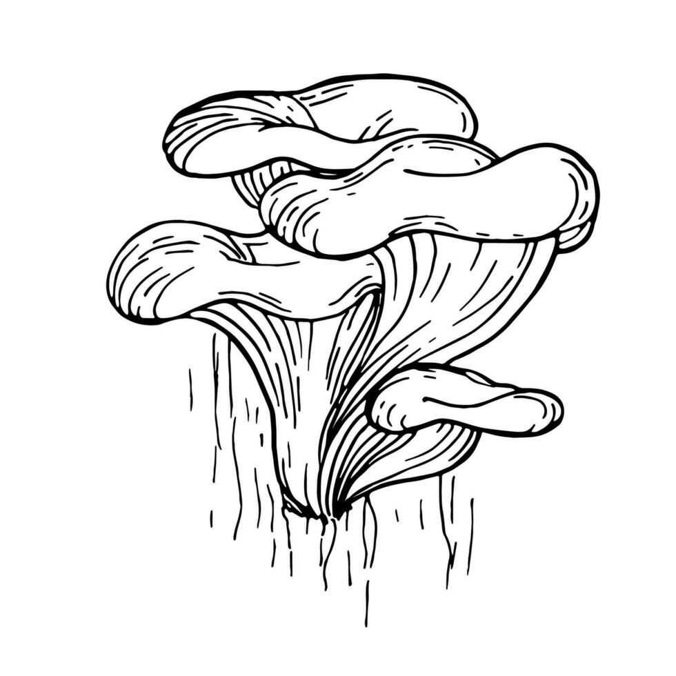 ostrica funghi, autunno scarabocchio mano disegno illustrazione. in crescita su un' albero tronco. abbaiare struttura. lineare vettore schema per colorazione. per adesivi, manifesti, cartoline, design elementi.