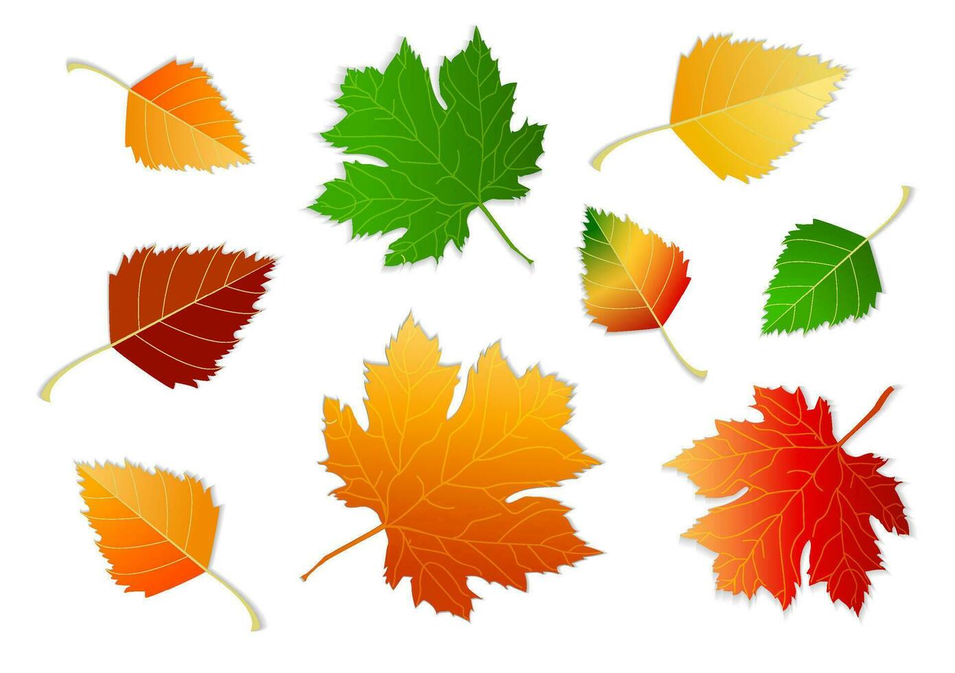 impostato di autunno foglie, diverso colori su bianca e trasparente sfondo con ombra. concetto - autunno, autunno umore. isolato autunno elementi per design. acero foglie, betulla le foglie. vettore