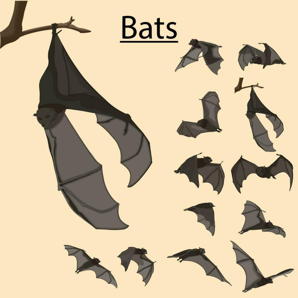 volante pipistrelli illustrazione vettore