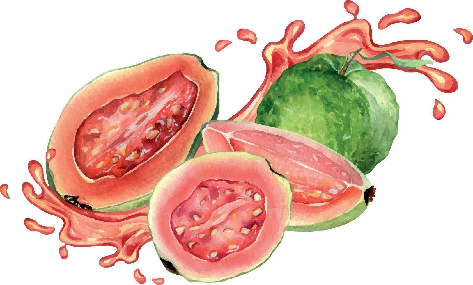 totale guaiave e fette, succo rosa spruzzo acquerello illustrazione isolato su bianca sfondo. tropicale frutta, rosso macchiare, far cadere guajava mano disegnato. design per avvolgere, confezione, etichetta, ingrediente vettore