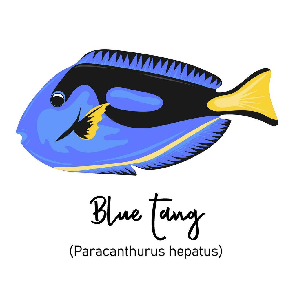 blu codolo o paracanthurus hepatus. marino abitante con colorato corpo e pinne per nuoto vettore