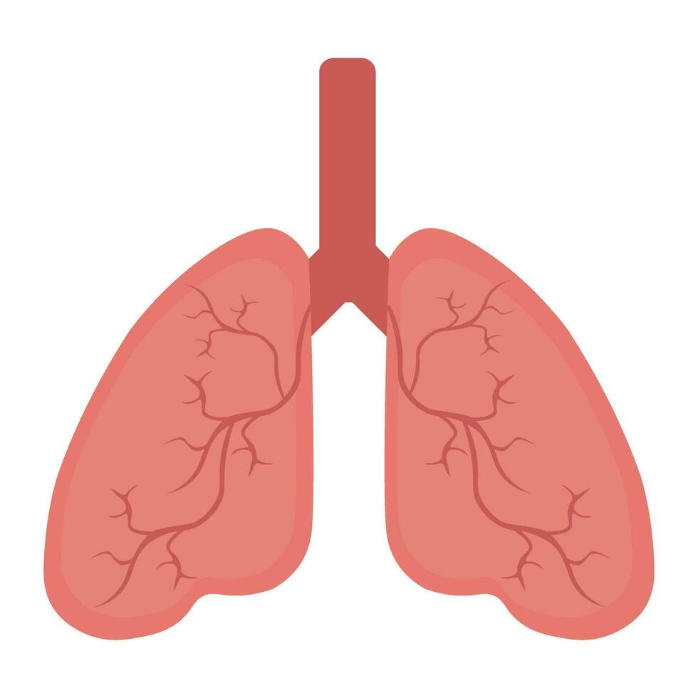 icona umana del polmone, sistema respiratorio sano anatomia dei polmoni piatto icona dell'organo medico vettore